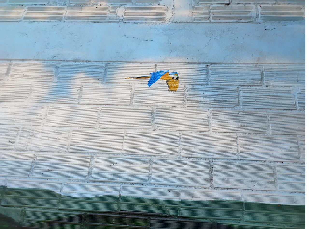 Macaw on brick wall